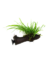 Microsorum pteropus 'Trident' sur racine avec ventouse Tropica - 2