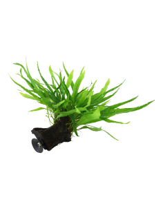 Microsorum pteropus 'Narrow' sur racine avec ventouse Tropica - 1