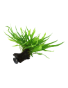 Microsorum pteropus 'Narrow' sur racine avec ventouse Tropica - 1