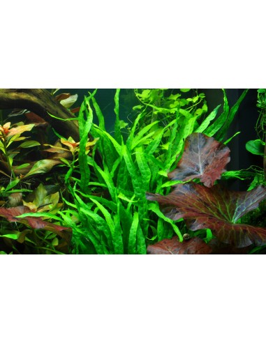 Microsorum pteropus 'Narrow' sur racine avec ventouse Tropica - 2