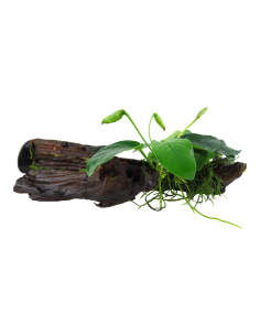 Anubias barteri var. nana sur racine avec ventouse Tropica - 1