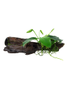 Anubias barteri var. nana sur racine avec ventouse Tropica - 1