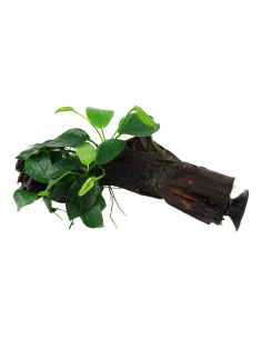 Anubias barteri var. nana sur racine avec ventouse Tropica - 2