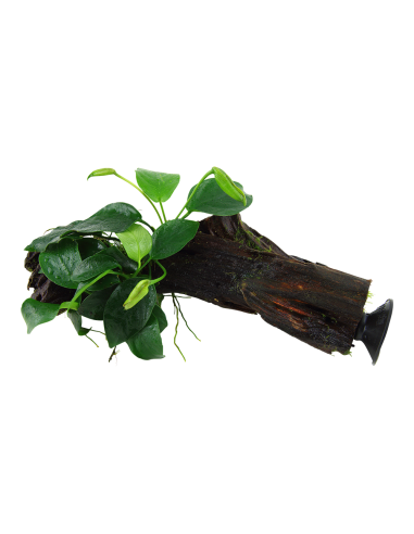 Anubias barteri var. nana sur racine avec ventouse Tropica - 2