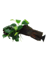 Anubias barteri var. nana sur racine avec ventouse Tropica - 2