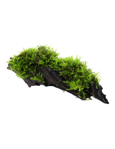 Vesicularia montagnei 'Christmas' sur racine Tropica - 2