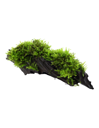 Vesicularia montagnei 'Christmas' sur racine Tropica - 2