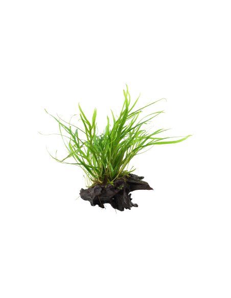 Microsorum pteropus 'Windeløv' sur racine - XL Tropica - 1