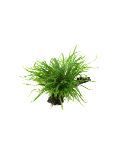 Microsorum pteropus 'Windeløv' sur racine - XL Tropica - 2
