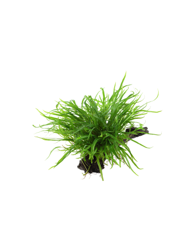 Microsorum pteropus 'Windeløv' sur racine - XL Tropica - 2