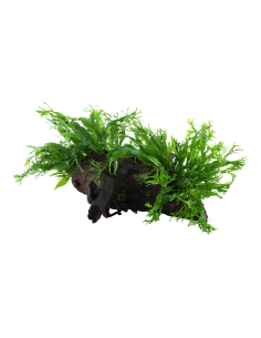 Microsorum pteropus 'Windeløv' sur racine Tropica - 2