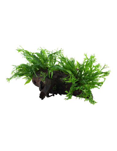Microsorum pteropus 'Windeløv' sur racine Tropica - 2