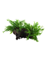 Microsorum pteropus 'Windeløv' sur racine Tropica - 2