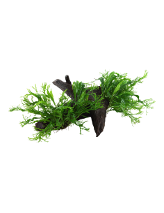 Microsorum pteropus 'Windeløv' sur racine Tropica - 3