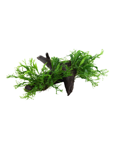 Microsorum pteropus 'Windeløv' sur racine Tropica - 3