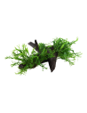 Microsorum pteropus 'Windeløv' sur racine Tropica - 3