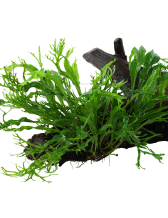 Microsorum pteropus 'Windeløv' sur racine Tropica - 4