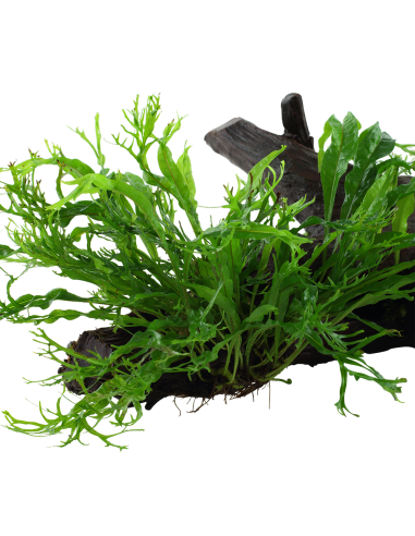 Microsorum pteropus 'Windeløv' sur racine Tropica - 4
