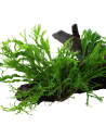 Microsorum pteropus 'Windeløv' sur racine Tropica - 4
