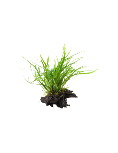 Microsorum pteropus 'Trident' sur racine Tropica - 1