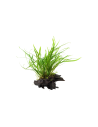 Microsorum pteropus 'Trident' sur racine Tropica - 1