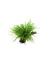 Microsorum pteropus 'Trident' sur racine Tropica - 2