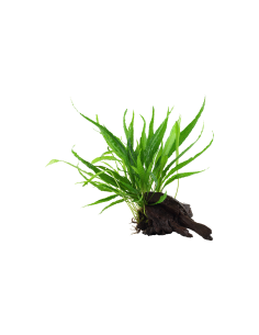 Microsorum pteropus 'Narrow' sur racine Tropica - 1