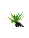 Microsorum pteropus 'Narrow' sur racine Tropica - 1