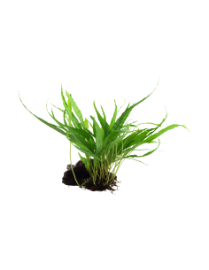 Microsorum pteropus 'Narrow' sur racine Tropica - 2