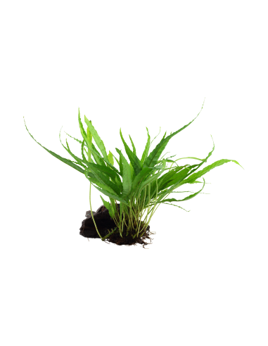 Microsorum pteropus 'Narrow' sur racine Tropica - 2