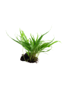 Microsorum pteropus 'Narrow' sur racine Tropica - 2
