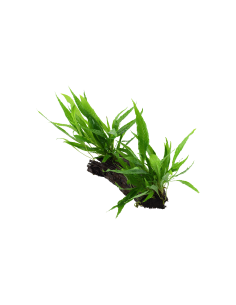 Microsorum pteropus sur racine - XL Tropica - 1