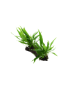 Microsorum pteropus sur racine - XL Tropica - 1