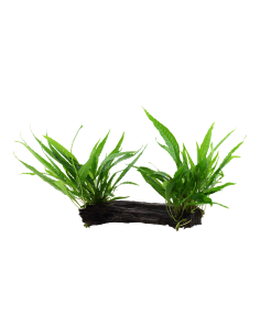 Microsorum pteropus sur racine - XL Tropica - 2