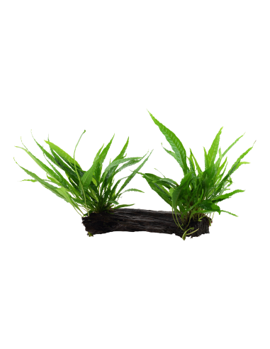 Microsorum pteropus sur racine - XL Tropica - 2