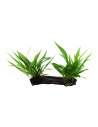 Microsorum pteropus sur racine - XL Tropica - 2