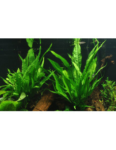Microsorum pteropus sur racine - XL Tropica - 3