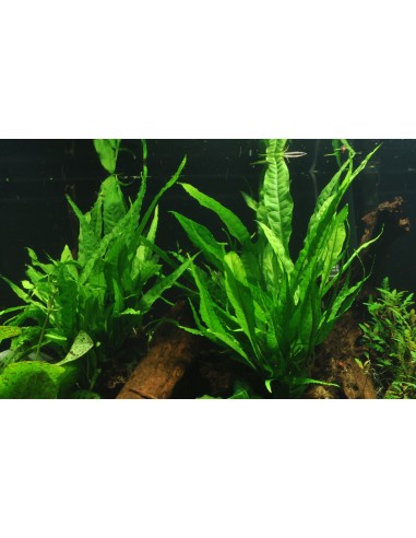 Microsorum pteropus sur racine - XL Tropica - 3