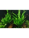 Microsorum pteropus sur racine - XL Tropica - 3