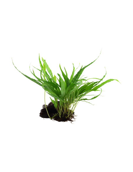 Microsorum pteropus sur racine Tropica - 1