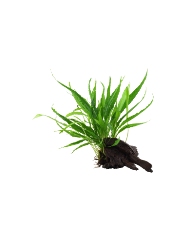Microsorum pteropus sur racine Tropica - 2