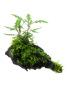 Hygrophila pinnatifida and moss sur racine Tropica - 1