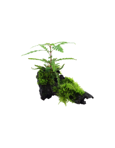 Hygrophila pinnatifida and moss sur racine Tropica - 2