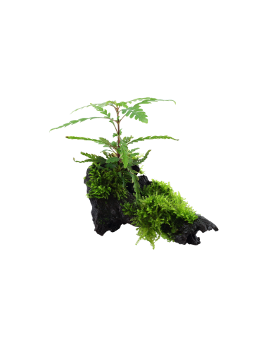 Hygrophila pinnatifida and moss sur racine Tropica - 2