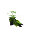 Hygrophila pinnatifida and moss sur racine Tropica - 2