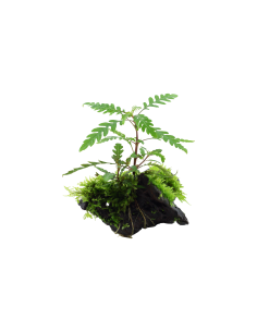 Hygrophila pinnatifida and moss sur racine Tropica - 3
