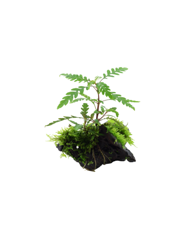Hygrophila pinnatifida and moss sur racine Tropica - 3