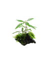 Hygrophila pinnatifida and moss sur racine Tropica - 3