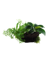 Microsorum - Anubias 'Duet' sur racine - XL Tropica - 1