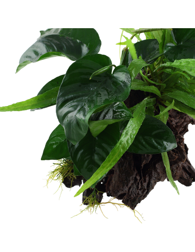 Microsorum - Anubias 'Duet' sur racine - XL Tropica - 2